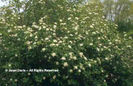 Viburnum%20