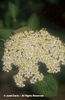 Viburnum%20lantana
