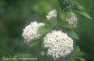Viburnum%20x%20carlcephalum
