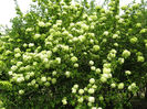 Viburnum_macrocephalum_f_keteleeri