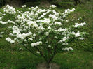 Viburnum_plicatum_var_plicatum1