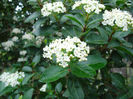 Viburnum_tinus