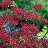 yarrow_cerise_queen_2