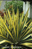Yucca%20filamentosa%20