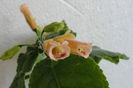 Peachy Propeller