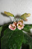 Peachy Propeller