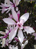 magnolia betty