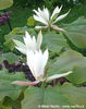 magnolia tripetalla