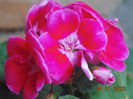 DSC00451