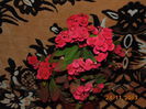 DSC00415