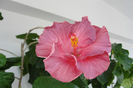 Hibiscus Robyn Ann