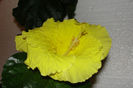 hibiscus Lemon Chiffon