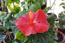 hibiscus Moorea Merahi Ura