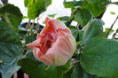 hibiscus Sweet Pink