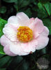 Camellia_Burncoose