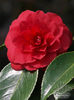 camellia_coquettii_713~3