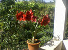 Amaryllis rosu catifelat