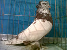 IMG00758-20131122-1755