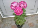 DSC01071