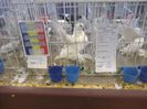 Expo nationala-Lugoj 2013