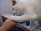 DSCF1733