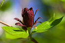calycanthus floridus