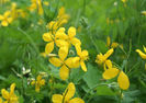chelidonium majus