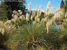 chionochloa_conspicua_small_01