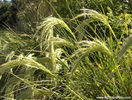 chionochloa_flavicans_13_flowers