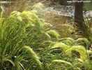 chionochloa_flavicans_14_grass