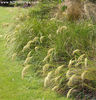 chionochloa_flavicans_small_02