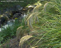 chionochloa_flavicans_small_07