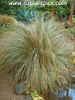 chionochloa_rigida_small_03