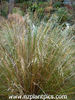 chionochloa_rigida_small_05