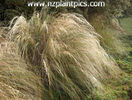 chionochloa_rigida_small_07