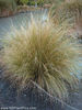 chionochloa_rigida_small_12