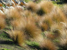 chionochloa_rubra_18