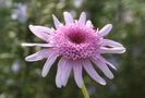 chrysanthemum frutescens vancouver