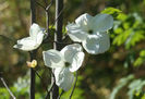 cornus nutallii