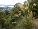cortaderia_richardii_small_03