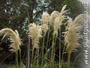 cortaderia_turbaria_small_02