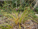 desmoschoenus_spiralis_small_03