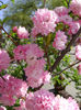 deutzia pom pom
