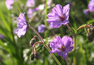 dgeranium tuberosum