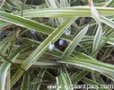 dianella_nigra_margaret_pringle_sample_02