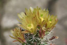 echinocereus davisii