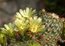 echinocereus viridiflorus