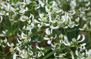 euphorbia diamond frost