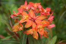 euphorbia griffithii fireglow