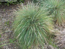 festuca_coxii_small_01